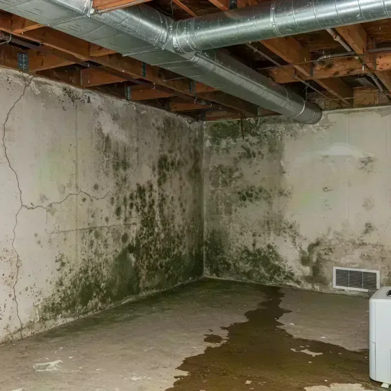 Professional Mold Removal in Kildeer, IL